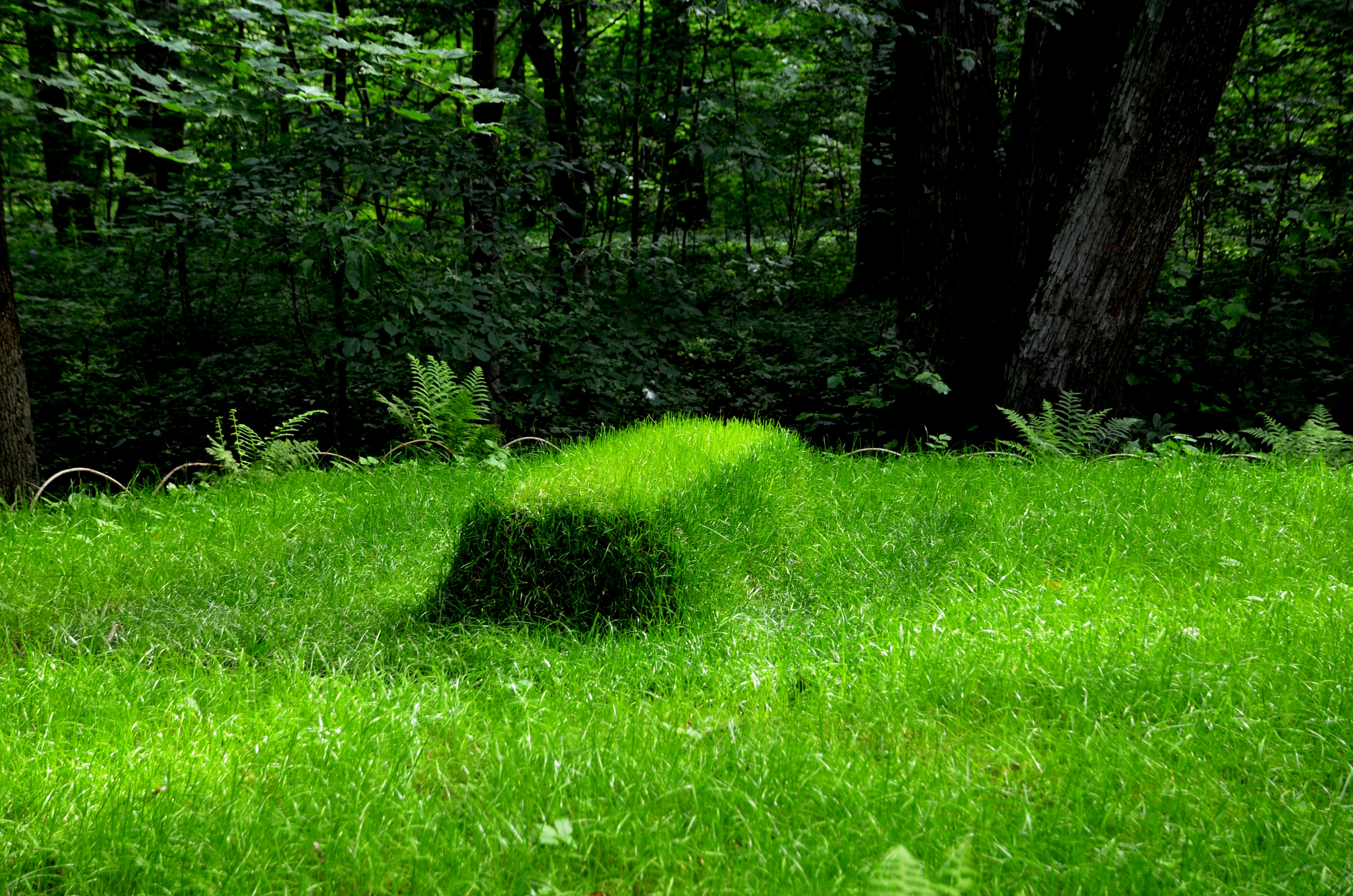 могила льва толстого. дуб ясная поляна. н. ясная поляна лавочка толстого. ясная поляна тула лавочка толстого.